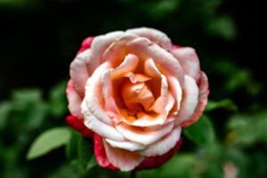 Rose de provins